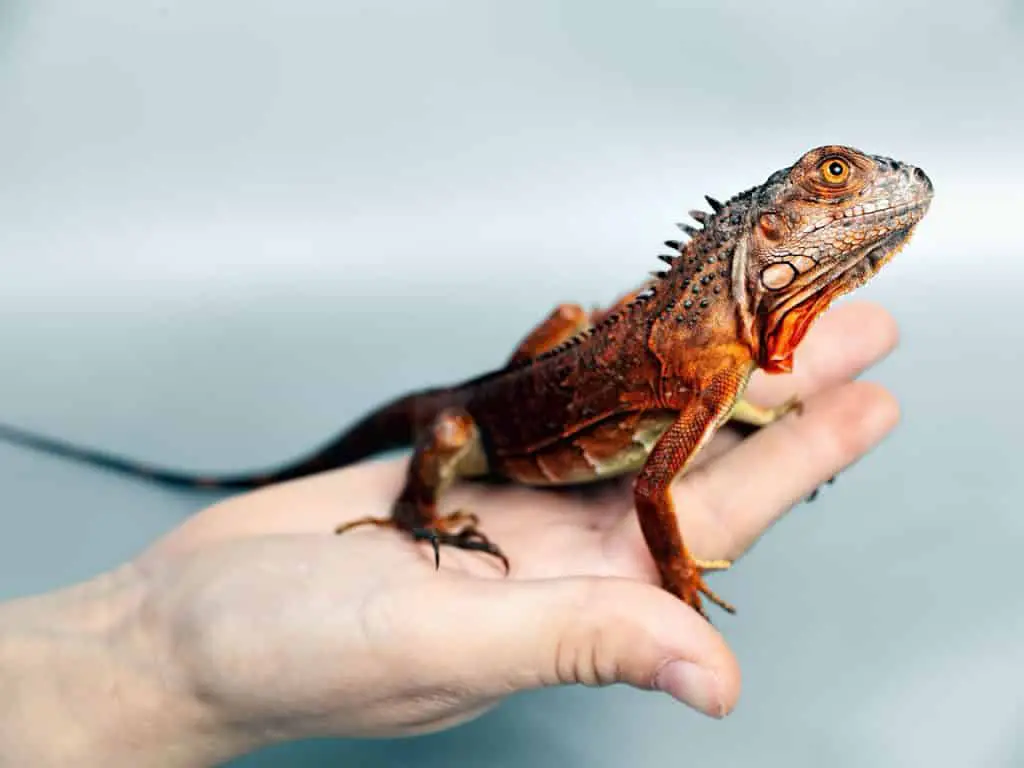 Reduce the risk of salmonella from amphibians and reptiles