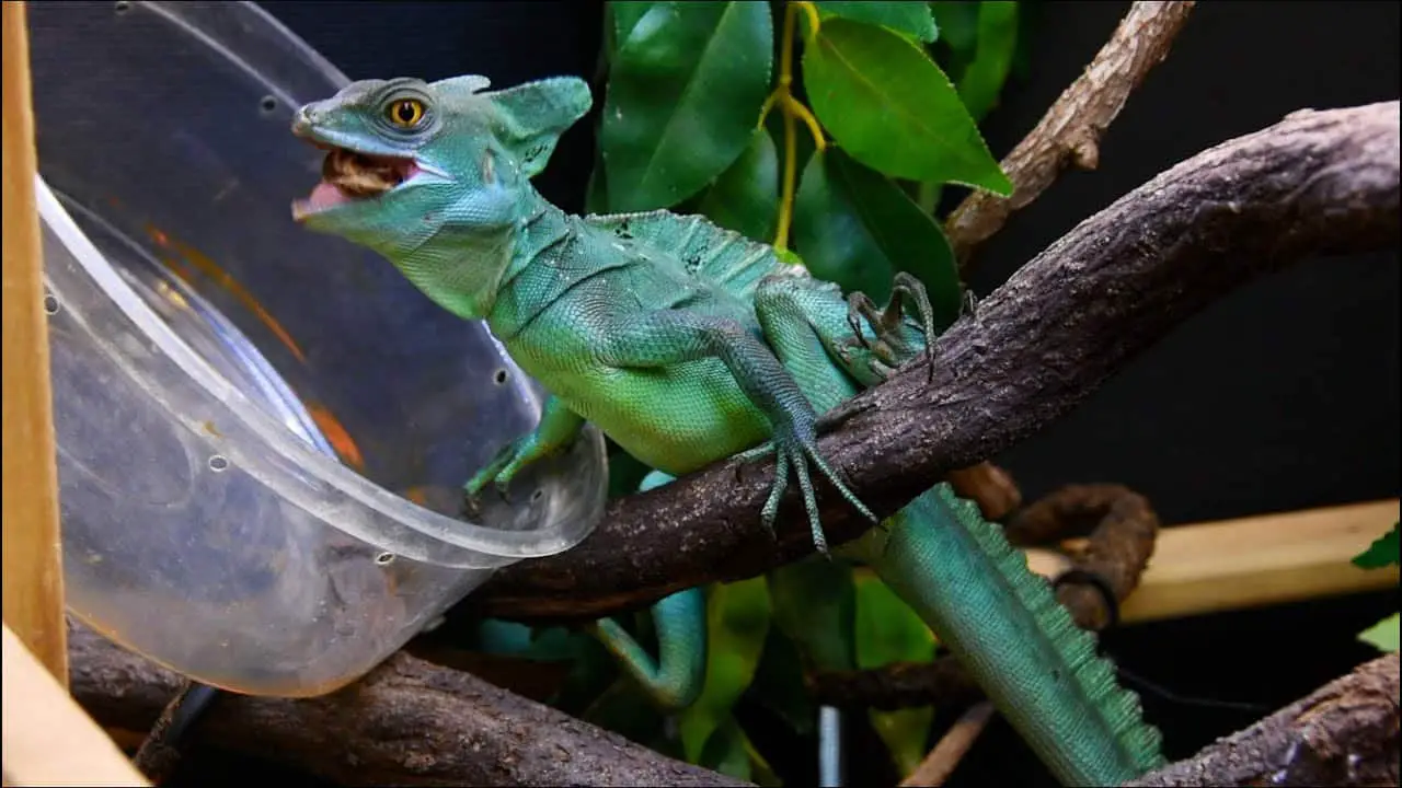 How Often Should You Feed Your Lizard