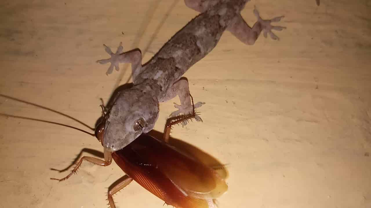 What insects do reptiles eat?