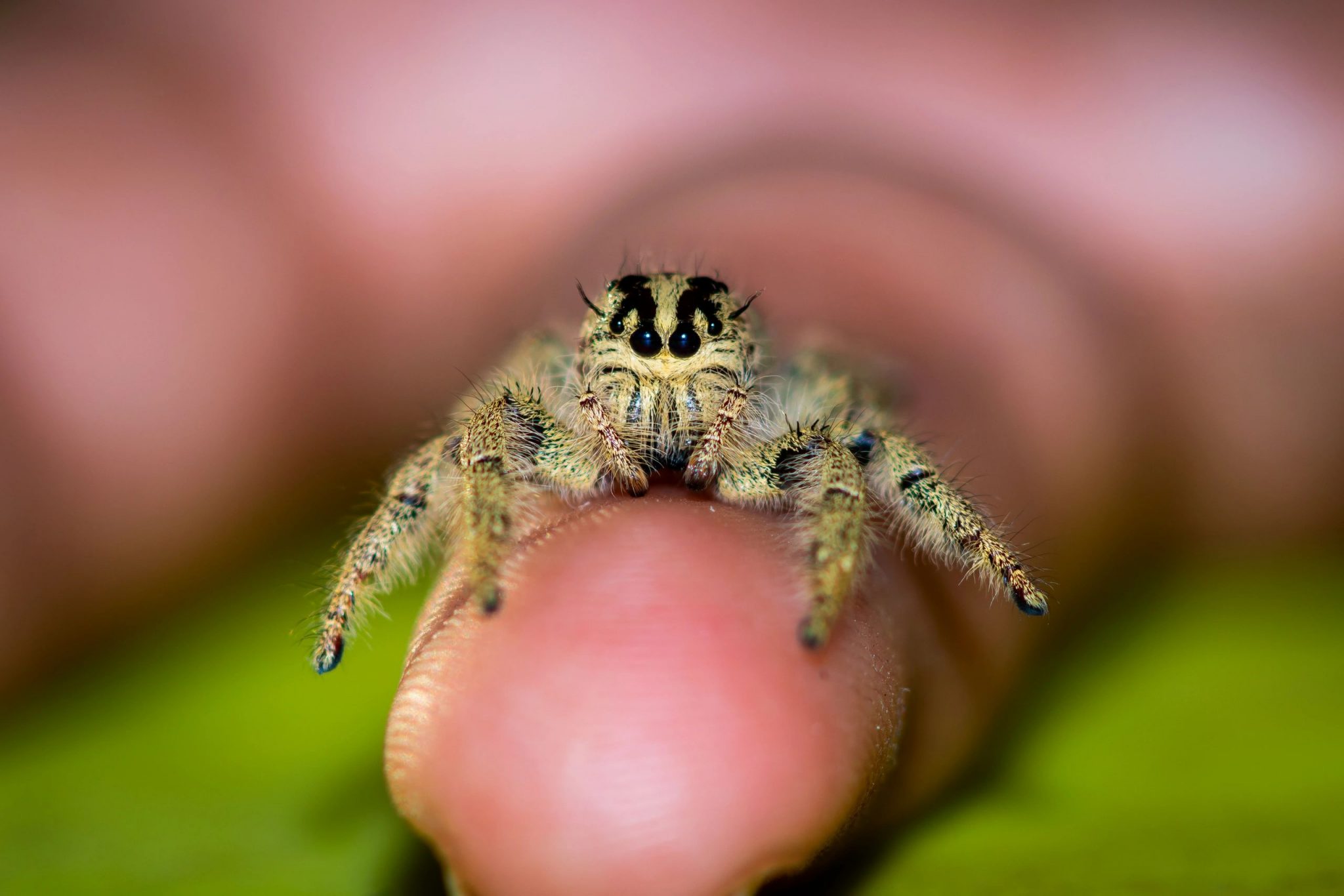 8 Jumping Spider Pets