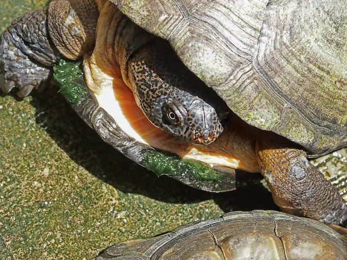 A Guide to Caring For African Sideneck Turtles As Pets