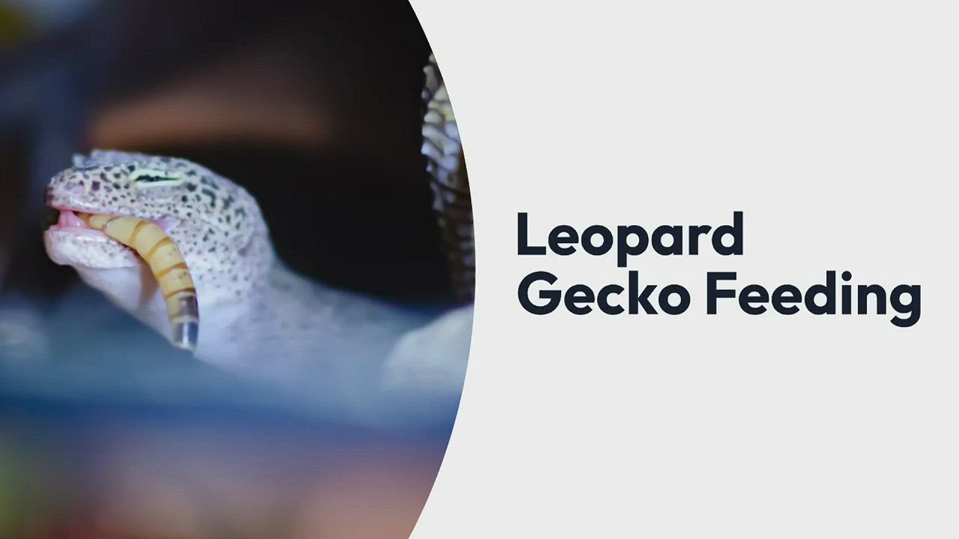 Can Leopard Geckos Eat Ants?