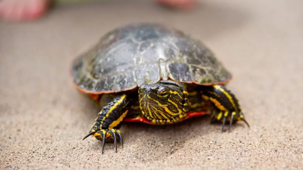 Can Painted Turtles Eat Spinach?