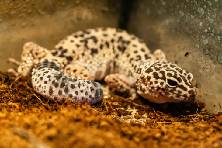 Do Lizards Eat Dead Bugs? - ReptileStartUp.com