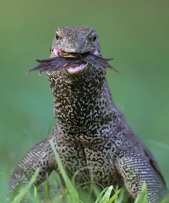 Do Lizards Eat Frogs?