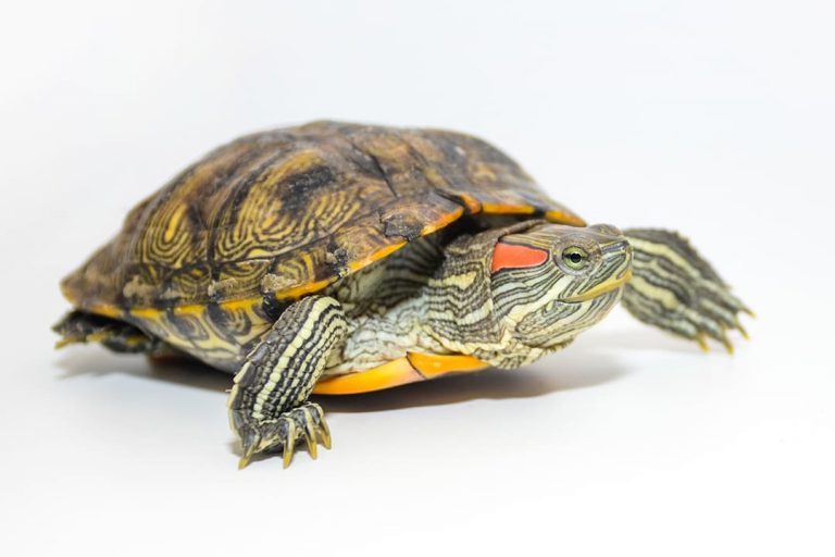 Does PETCO Take Turtles ReptileStartUp