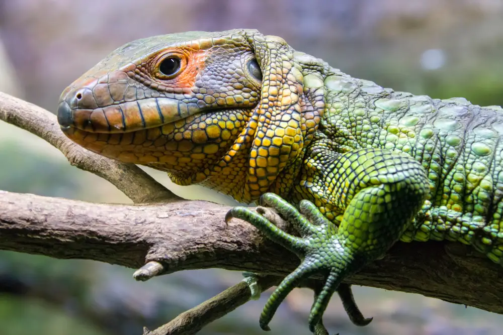 Everything You Ever Wanted to Know About Caiman Lizards