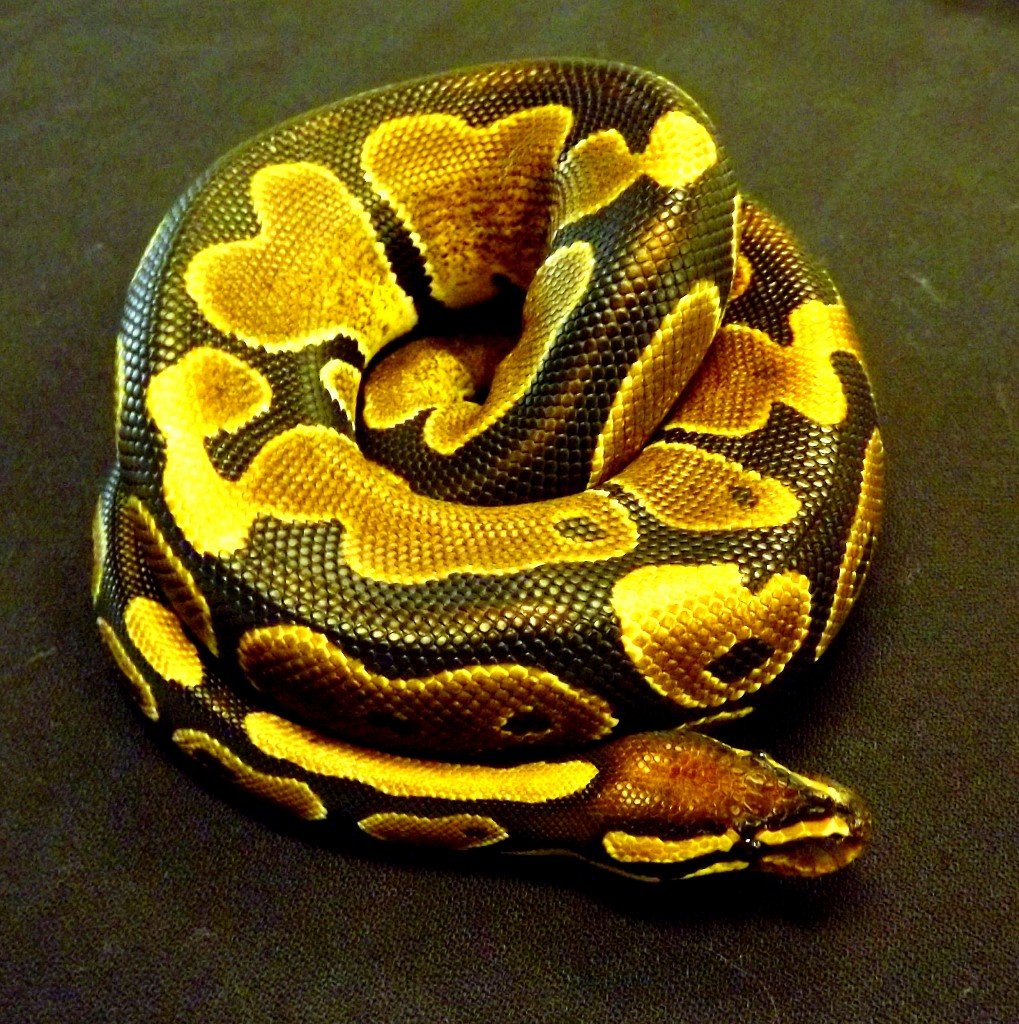 How Long Does It Take A Ball Python To Digest Food? - ReptileStartUp.com