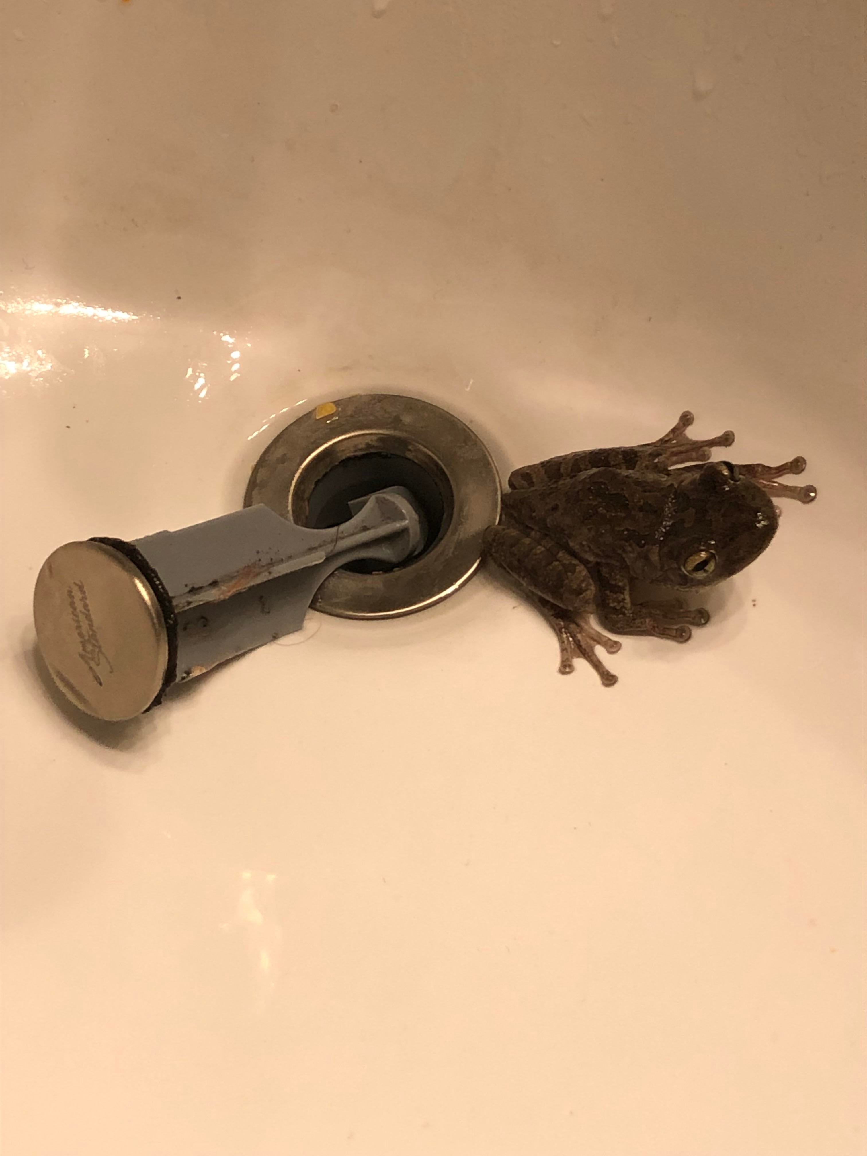 How to Get Rid of Frogs in Drain Pipes