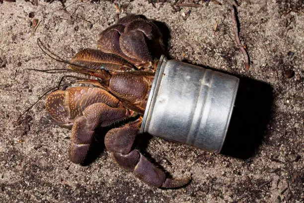 How to make saltwater for hermit crabs - ReptileStartUp.com
