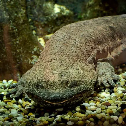 Interesting Facts About the Chinese Giant Salamander