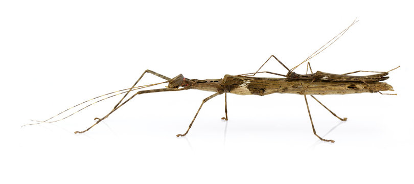 Why Are Stick Insects Illegal in Canada