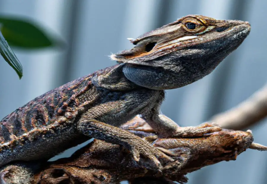 Preventing Falls for Bearded Dragons - How far Can a bearded dragon fall 