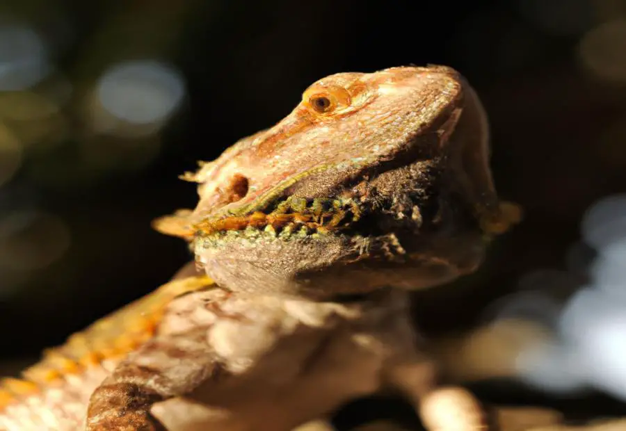 How long Can a bearded dragon be out of its cage