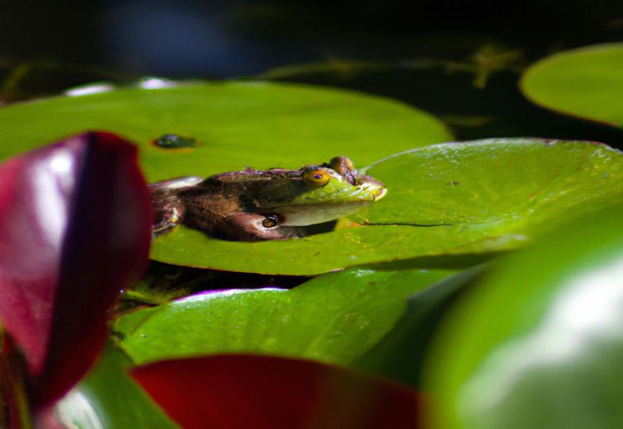 Tips for Proper Feeding and Care of Pet Frogs - How long Do frogs live without food 