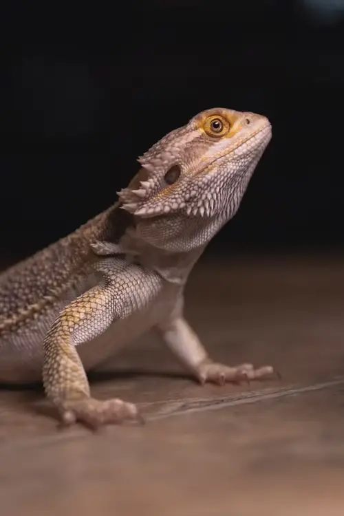 Can Bearded Dragons Eat Sage?